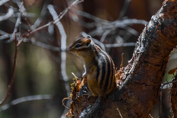 spotted woodpecker