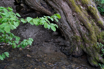beautiful green hornbeam branch, thick trunk of an old tree, a stream of water pours along a narrow stream bed, liquid boils among stones, natural concept, ecology