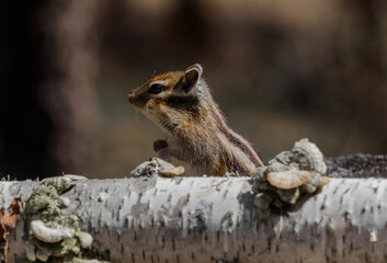 chipmunk on a rock