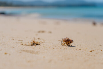 hermit crab crawls on the sand close up
