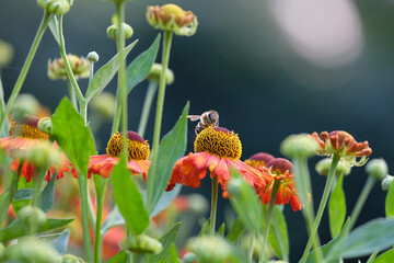 owad,pszczoła,światło,kwiat,ekologia,wiosna,ogród,działka,ekologia2