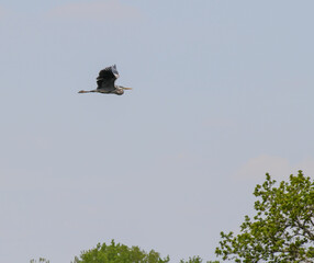 Bird in flight over the water and woods