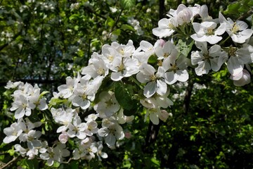 Fototapeta premium Blossoming apple tree -branches with flowers of fruit tree against the blue sky background in spring 