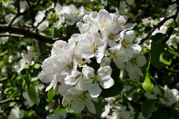 Blossoming apple tree -branches with flowers of fruit tree against the blue sky background in spring 