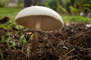 Small wild garden mushroom. Mushroom is white cup.