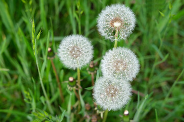 white fluffy dandelions among the grass on a green summer field, mature plants with seeds, concept seasonal, natural background for designer