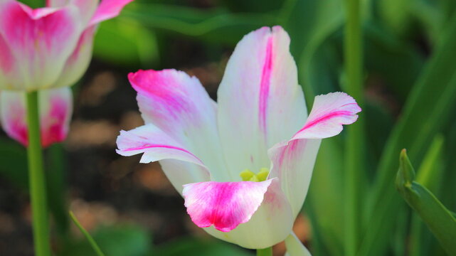 A closeup picture of a pink tulip .