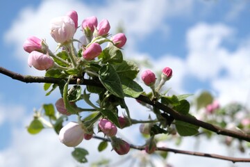 Close up of pink apple blossoming buds on branch with blue sky in background