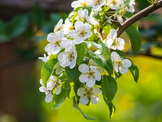 Flowering branch of pear tree close-up