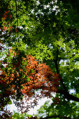 Autumn leaves and fresh green maple leaves