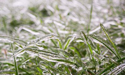 Green grass covered with ice. Frozen freezing rain. Ice covered. Bad weather in spring. Close-up view.