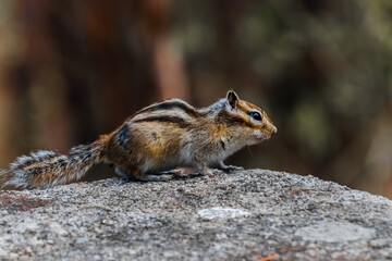 chipmunk on the rock