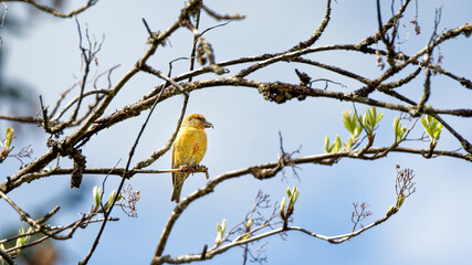Oiseau bec croisé, isolé sur une branche