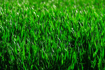full frame close-up of lush green grass, nature background