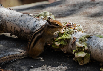 squirrel in the park