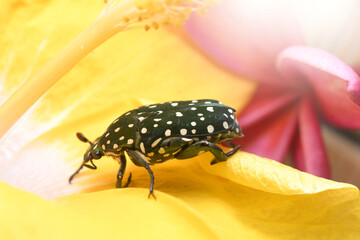 Flower Beetle on nature Background in Thailand and Southeast Asia.