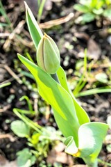 Obraz premium Tulip bud on a garden plot in spring.