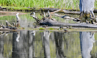 Large group of turtles resting on the wooden logs in the marsh pond