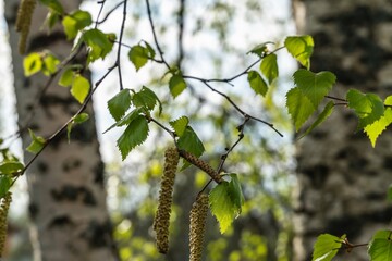 Birch leaves and catkins on a blurred background.