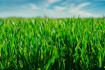 close-up of lush green crop growing on field against blue sky, nature background