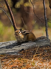 prairie dog eating