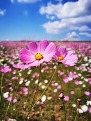 Fototapeta premium Cosmos blooming in South Africa