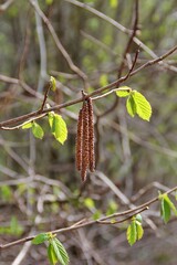 seeds hanging from a tree branch, a twig with young leaves, a spring tree, vegetation, trees
