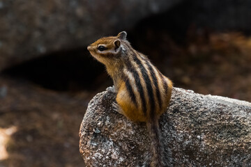 chipmunk on a rock