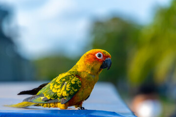 blue and yellow macaw ara © Silasin