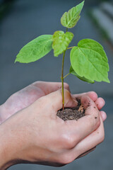 Small tree in the hands