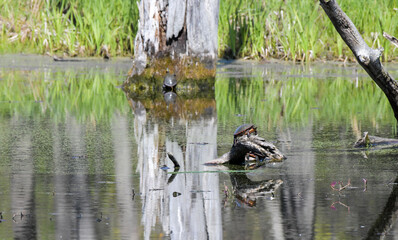 Large group of turtles resting on the wooden logs in the marsh pond