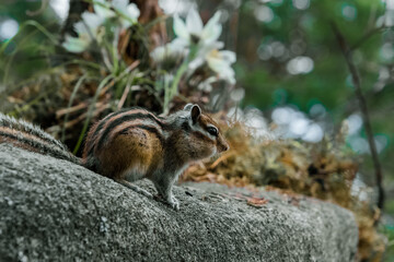 squirrel on the ground