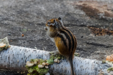 squirrel on the rock
