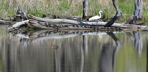 White Egret bird fishing for food in the marsh pond with the turtles