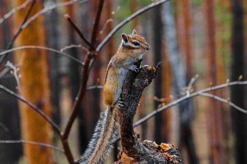 squirrel on a branch