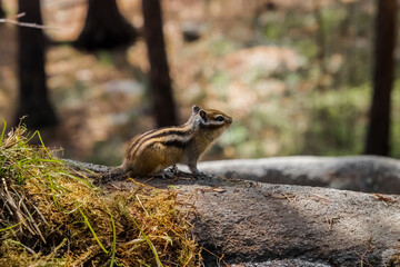 squirrel on the ground