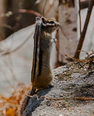 meerkat on the ground