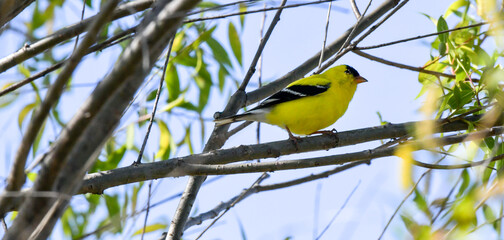 Colorful Songbird perched on a tree branch