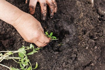 Close-up of a senior woman's hands planting tomato seedlings in the garden. The concept of nature conservation and agriculture.
