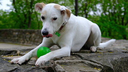 White mongrel dog in a colored collar plays with a ball on the bastion mountain