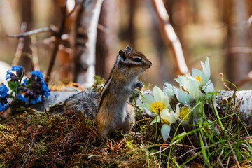 squirrel in the park