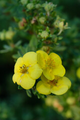 Pięciornik,kwiat,światło,cień,działka,ogród,ekologia1