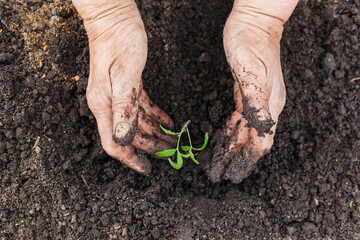 Close-up of a senior woman's hands planting tomato seedlings in the garden. The concept of nature conservation and agriculture.