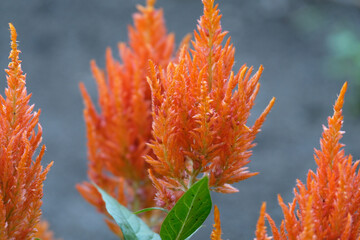 celozja,światło,kwiat,ekologia,wiosna,ogr&oacute;d,działka,ekologia3