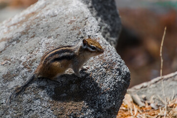 squirrel on a rock