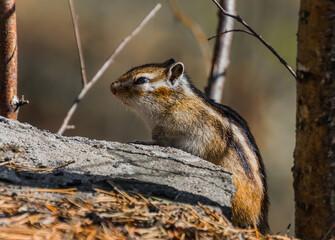 chipmunk on the rock