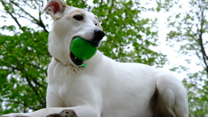 White mongrel dog in a colored collar plays with a ball on the bastion mountain