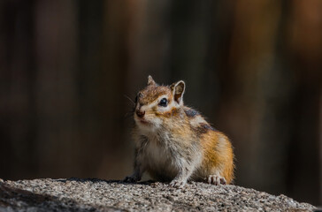 squirrel in the park