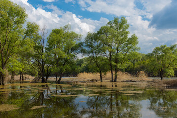 lake and trees (day landscape)