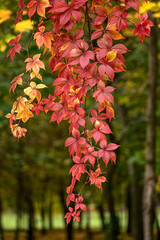 red autumn leaves (virginia creeper)